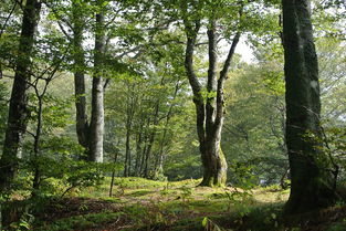 40年柑橘園應(yīng)屬耕地還林地:土地性質(zhì)爭議與歷史權(quán)屬難題待解