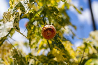 柑橘樹中毒有解藥嗎？揭秘植物毒素的救治方法與科學預防措施