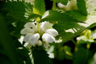 柑橘黃化用什么藥？病害成因與科學(xué)防治方案解析