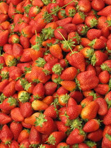 四川眉山果農(nóng)自產(chǎn)耙耙柑現(xiàn)摘現(xiàn)發(fā) 皮薄多汁天然爆甜柑橘