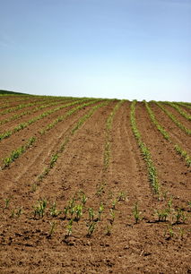 柑橘中毒事件后續(xù)處理措施全面解析及應(yīng)對(duì)方案優(yōu)化建議