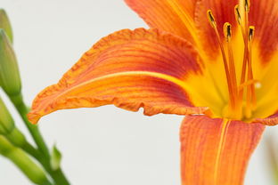 2025柑橘種植技巧：掌握未來高效管理與豐收秘籍