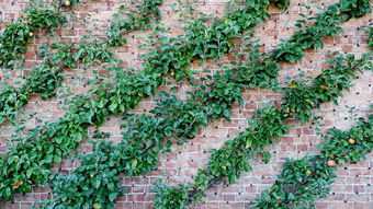 簡(jiǎn)單柑桔修剪全攻略：手把手教你輕松打造高產(chǎn)果園