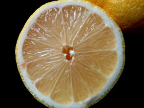 柑橘上長(zhǎng)出白色小點(diǎn)點(diǎn)什么？成因解析與防治方法全解答