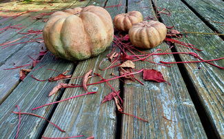 柑橘病蟲害發(fā)生規(guī)律圖譜解析與綠色防控策略研究