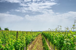 日南柑橘苗介紹:優(yōu)質(zhì)品種特性與種植栽培技術(shù)要點(diǎn)解析