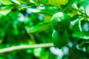 唐老師柑橘果樹修剪視頻：手把手教你掌握果樹整形與修剪核心技術(shù)