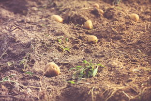 川津一號每畝產(chǎn)量突破性進(jìn)展:實測數(shù)據(jù)揭示增產(chǎn)潛力與種植優(yōu)勢