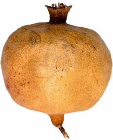 四川愛媛果樹苗:柑橘種植優(yōu)選品種與高產(chǎn)栽培技術(shù)解析