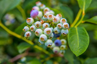 柑果核果屬什么？植物分類學(xué)角度解析其歸屬特征