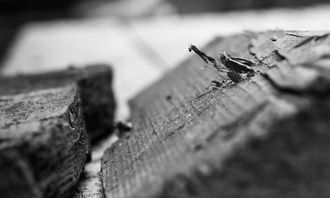 柑橘業(yè)最新消息：2023年市場趨勢與技術(shù)革新動態(tài)解析