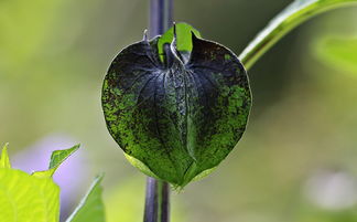 柑橘發(fā)芽期打什么農(nóng)藥？科學(xué)防治病蟲害要點解析