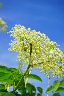 柑橘發(fā)芽期打什么農(nóng)藥？科學(xué)防治病蟲害要點解析