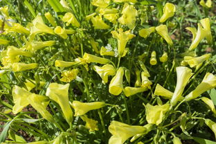 柑桔葉什么葉？常見種類辨識(shí)與形態(tài)特征解析