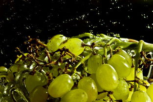 柑橘上火還降火?科學(xué)解讀其雙向調(diào)節(jié)的養(yǎng)生奧秘