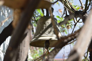 川津5號種苗價格2023年市場動態(tài)及采購趨勢分析