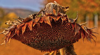 柑桔苗秋季嫁接技術(shù)要點與高效管理指南