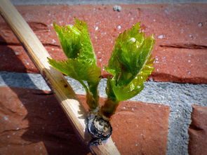 4月成熟柑橘樹苗高效栽培指南：春季種植技巧與管理要點