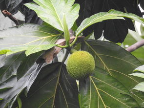 柑橘形態(tài)特征解析：果實、葉片與植株的生物學(xué)辨識要點