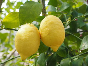 川津1號柑菊：新銳柑橘品種的栽培優(yōu)勢與健康價值探析
