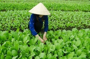 早熟柑橘品種樹高效栽培技術(shù)與優(yōu)質(zhì)豐產(chǎn)管理要點解析
