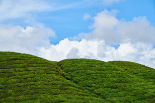 探秘生態(tài)柑子種植基地：綠色豐收與產業(yè)振興的甜蜜之路
