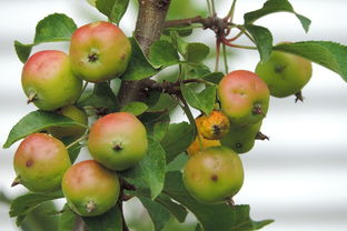 金橘子樹掉橘子怎么回事(金桔樹掉果是怎么回事)