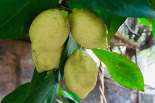 柑橘栽植技術(shù)要點(diǎn)（柑橘樹種植技術(shù)）
