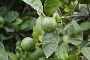 柑橘栽植技術(shù)要點(diǎn)（柑橘樹種植技術(shù)）