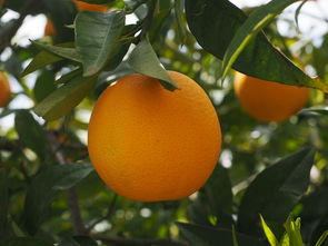 柑橘樹(shù)種植新技術(shù)新消息（柑橘樹(shù)種植方法）