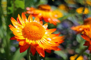 柑橘套袋幾天發(fā)芽(柑橘套袋幾天發(fā)芽啊)