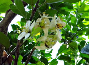 愛(ài)莎柑橘種植技術(shù)要點(diǎn)有哪些內(nèi)容（愛(ài)莎柑橘適合種植地區(qū)）