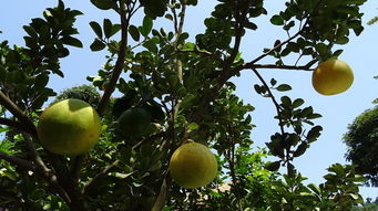 柑橘樹(shù)種植技術(shù)視頻講解（柑橘樹(shù)種植技術(shù)視頻講解教程）