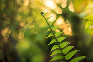 柑橘樹(shù)種植技術(shù)視頻講解（柑橘樹(shù)種植技術(shù)視頻講解教程）