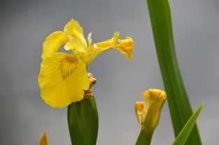 柑橘樹保花保果技術(shù)視頻（柑橘樹?；ū９檬裁此帲? /></p><p>施肥：通過施肥促進(jìn)春梢成熟，增加柑橘樹體營養(yǎng)積累量，增強(qiáng)樹體長勢，減少落果現(xiàn)象。可以噴施含微量元素的葉面肥，以及在開花前科學(xué)噴施?；ū９麆Ｐ藜簦罕M早剪去被害干枯枝葉，同時剪去無用的枝條。對春梢進(jìn)行摘心處理，并在夏梢發(fā)至3-5厘米時全部剪去，以控制夏梢，避免其與幼果爭奪營養(yǎng)和水分。</p><h2 id='柑橘什么時候可以打?；ū９?>柑橘什么時候可以打保花保果藥</h2><p>1、在柑橘開花之后，為了確保果實(shí)的順利形成，適時噴施?；ū９乃幬锸欠浅ｊP(guān)鍵的一步。建議在謝花的三分之二時，也就是大部分花朵已經(jīng)凋謝，僅有少數(shù)花朵還在開放的時候，進(jìn)行葉面噴施。這個時候，柑橘樹體內(nèi)的營養(yǎng)物質(zhì)已經(jīng)較為充足，可以更好地吸收和利用這些營養(yǎng)。</p><p>2、一般在花謝2/3 時，用20-50毫克/升的赤霉素溶液進(jìn)行樹冠噴施。 營養(yǎng)元素類：硼肥對柑橘?；ū９荜P(guān)鍵，硼能促進(jìn)花粉萌發(fā)和花粉管伸長，利于授粉受精。在柑橘花期，可噴施0.1%-0.2%的硼砂溶液。</p><p>3、像柑橘樹，在謝花三分之二時打藥效果較好，此時用藥能有效防止幼果脫落，提高坐果率 。蔬菜類 番茄通常在花期和幼果期使用保花保果藥劑?；ㄆ谟盟幙梢员ＷC花朵正常發(fā)育，提高授粉成功率；幼果期打藥能防止果實(shí)因營養(yǎng)不足等原因而掉落。</p><p style=