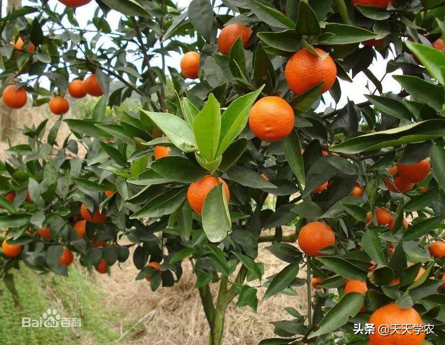 愛(ài)媛蜜柑和愛(ài)媛橙的區(qū)別是什么_種什么桔子產(chǎn)量高又甜