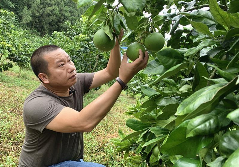 春見粑粑柑什么時(shí)候成熟_柑橘新品種明日見有種植潛力嗎