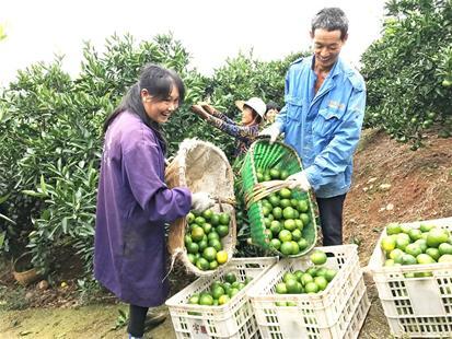 大浦五號蜜桔_早熟柑橘品種