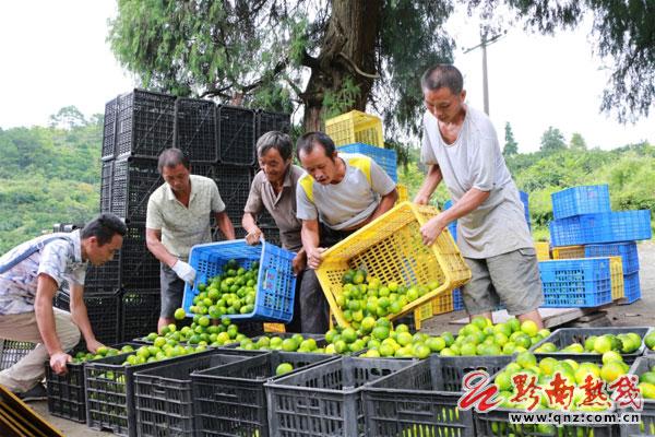 荒山種柑橘新品種明日見_二百畝荒山種植什么經(jīng)濟(jì)做物好