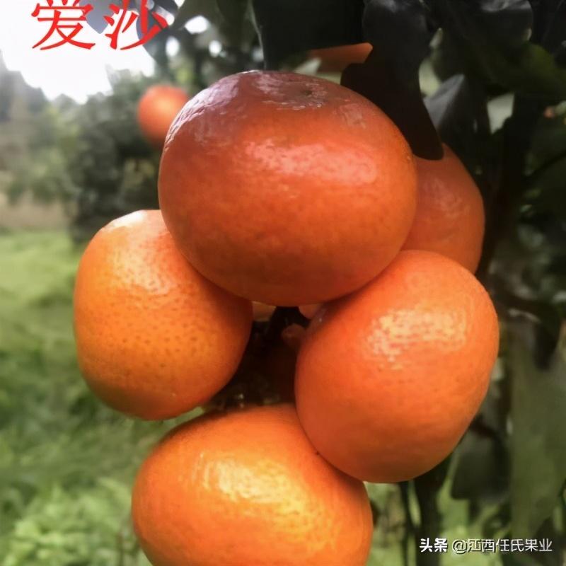 早熟雜柑新品種圖片_愛(ài)媛什么品種更好