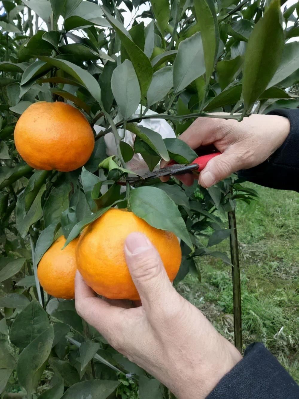 春見(jiàn)粑粑柑幾月上市_耙耙柑更佳賞味期