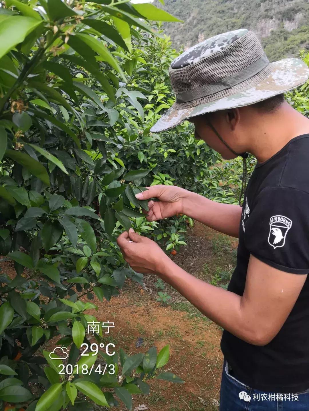 沃柑的成效與感化及禁忌和副感化圖片視頻_你覺(jué)得三農(nóng)大咖都有誰(shuí)