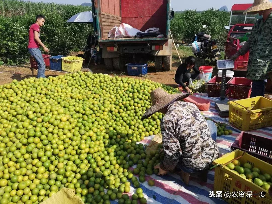 好吃的柑橘品種大全圖片及價(jià)格介紹_你吃過更好吃的橘子桔子是什么品種