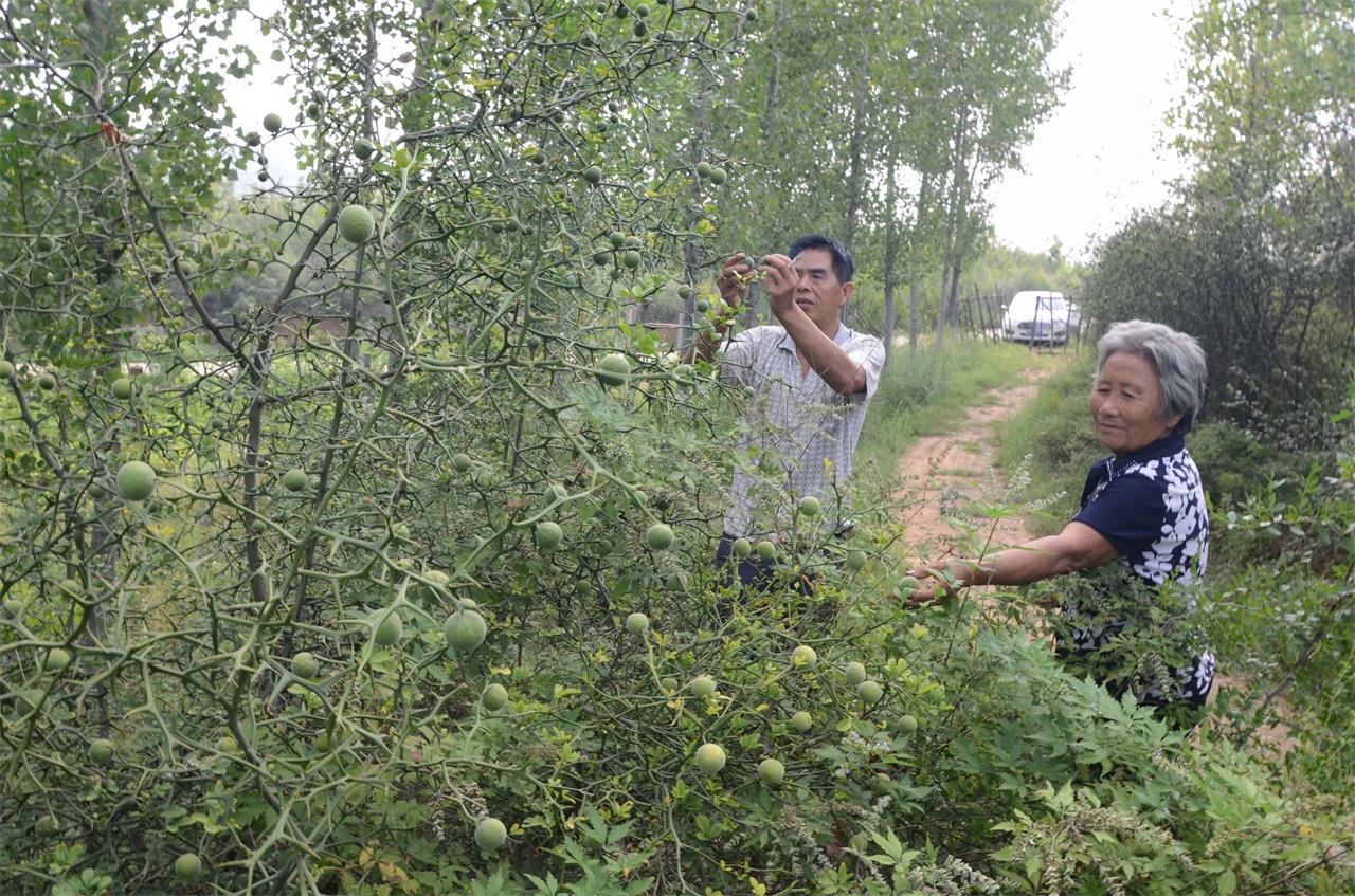 河南新品種柑橘樹苗基地_茂谷柑5月份還新穎嗎