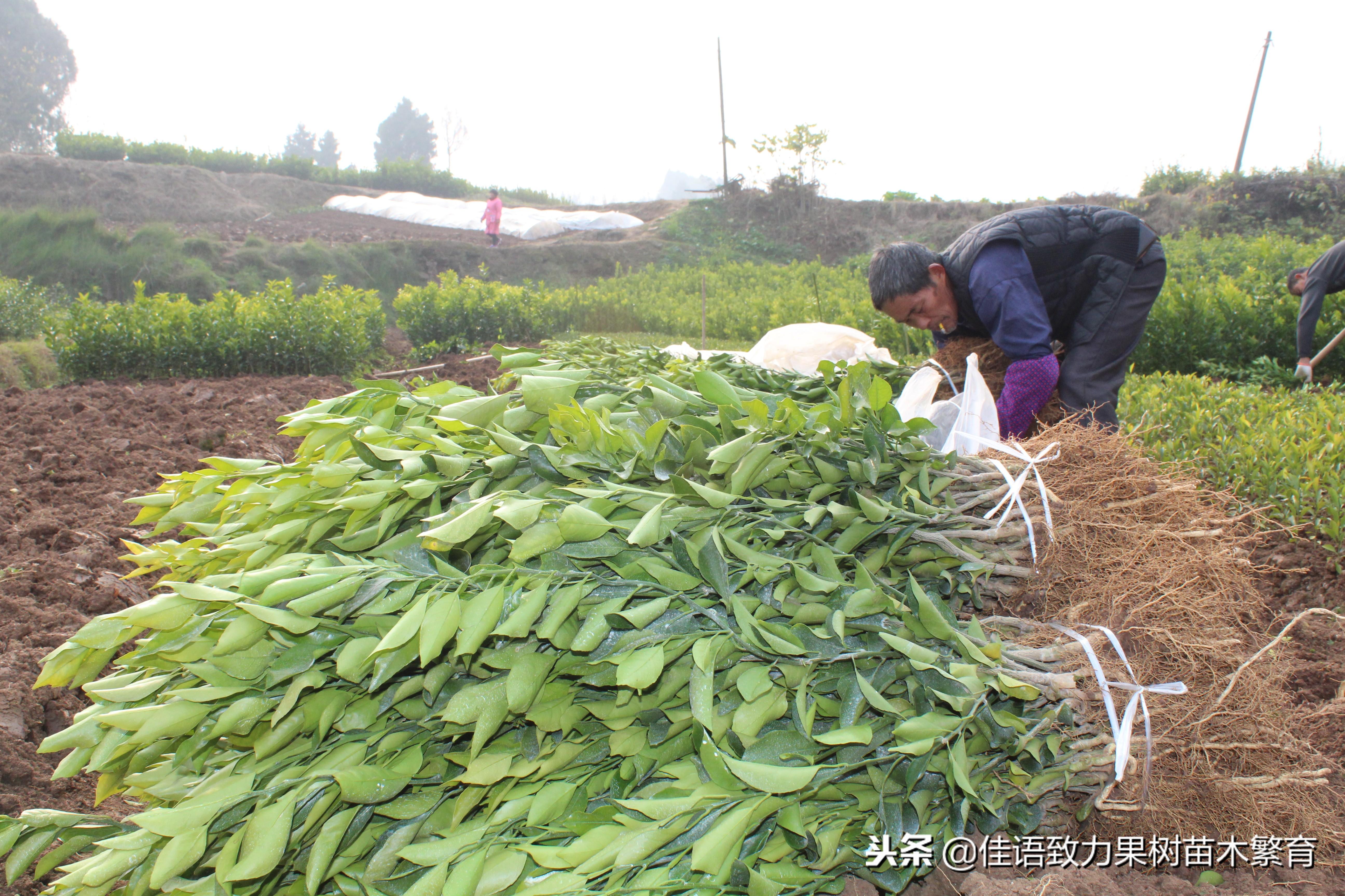 春見(jiàn)耙耙柑是什么雜交品種_春見(jiàn)耙耙柑哪里產(chǎn)更好