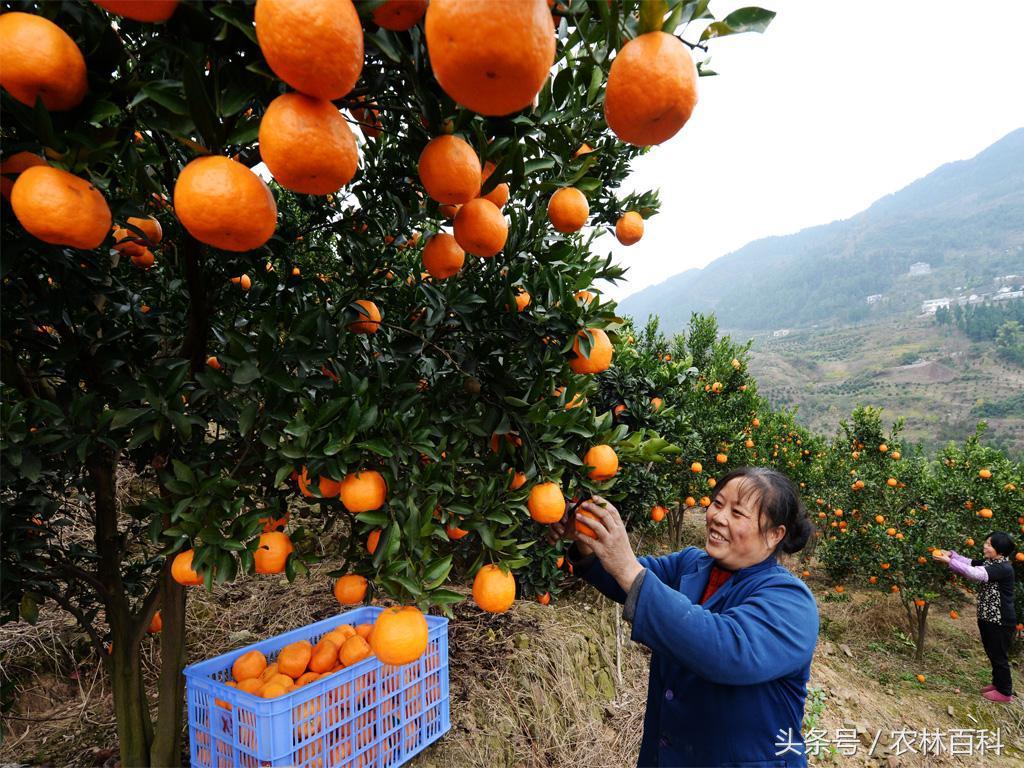 柑橘品種及名稱圖片_哪種柑桔抗性最強(qiáng)