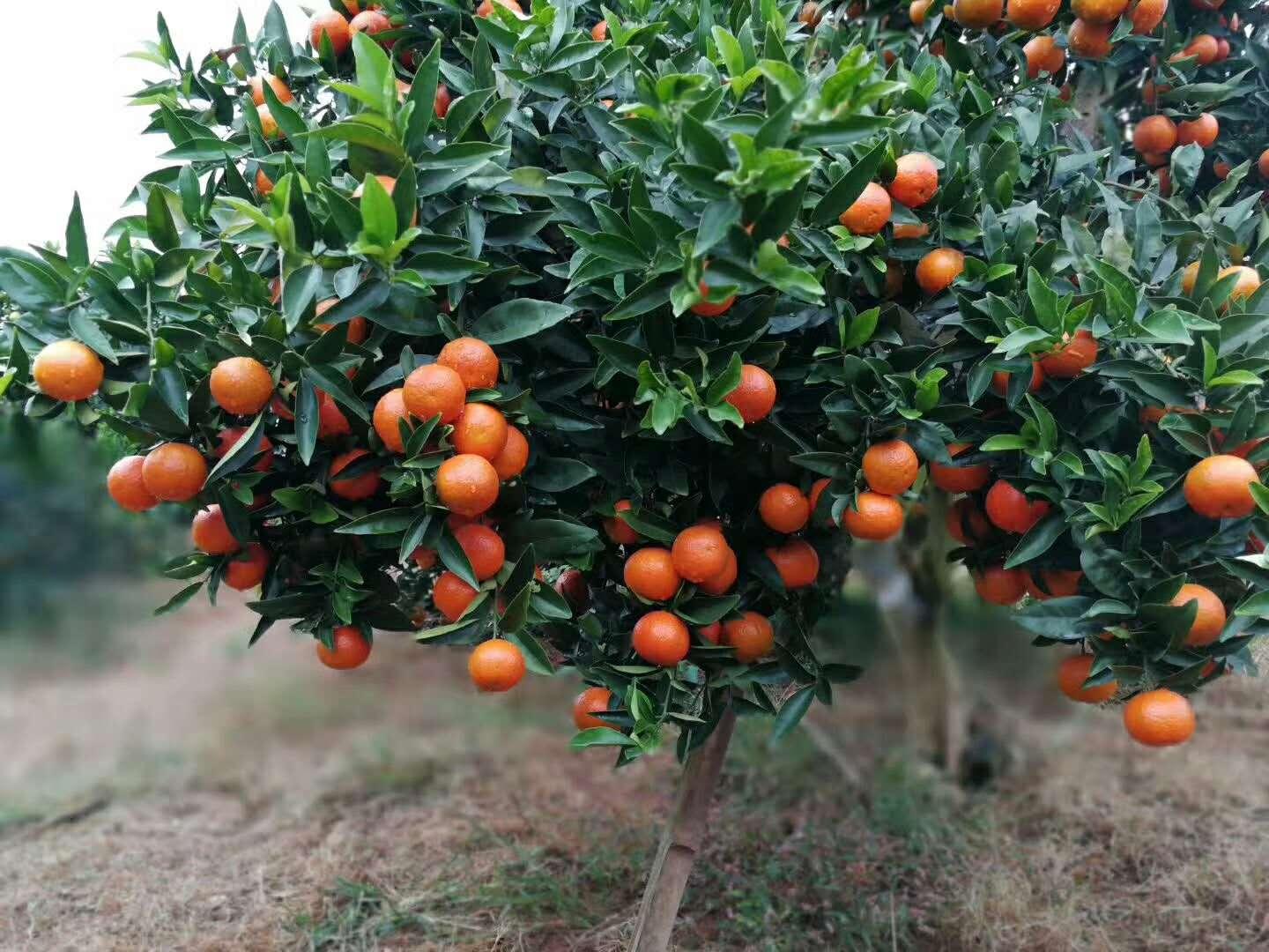 沃柑跟春見有什么區(qū)別_廣西柑橘種植戶能否改種四川耙耙柑