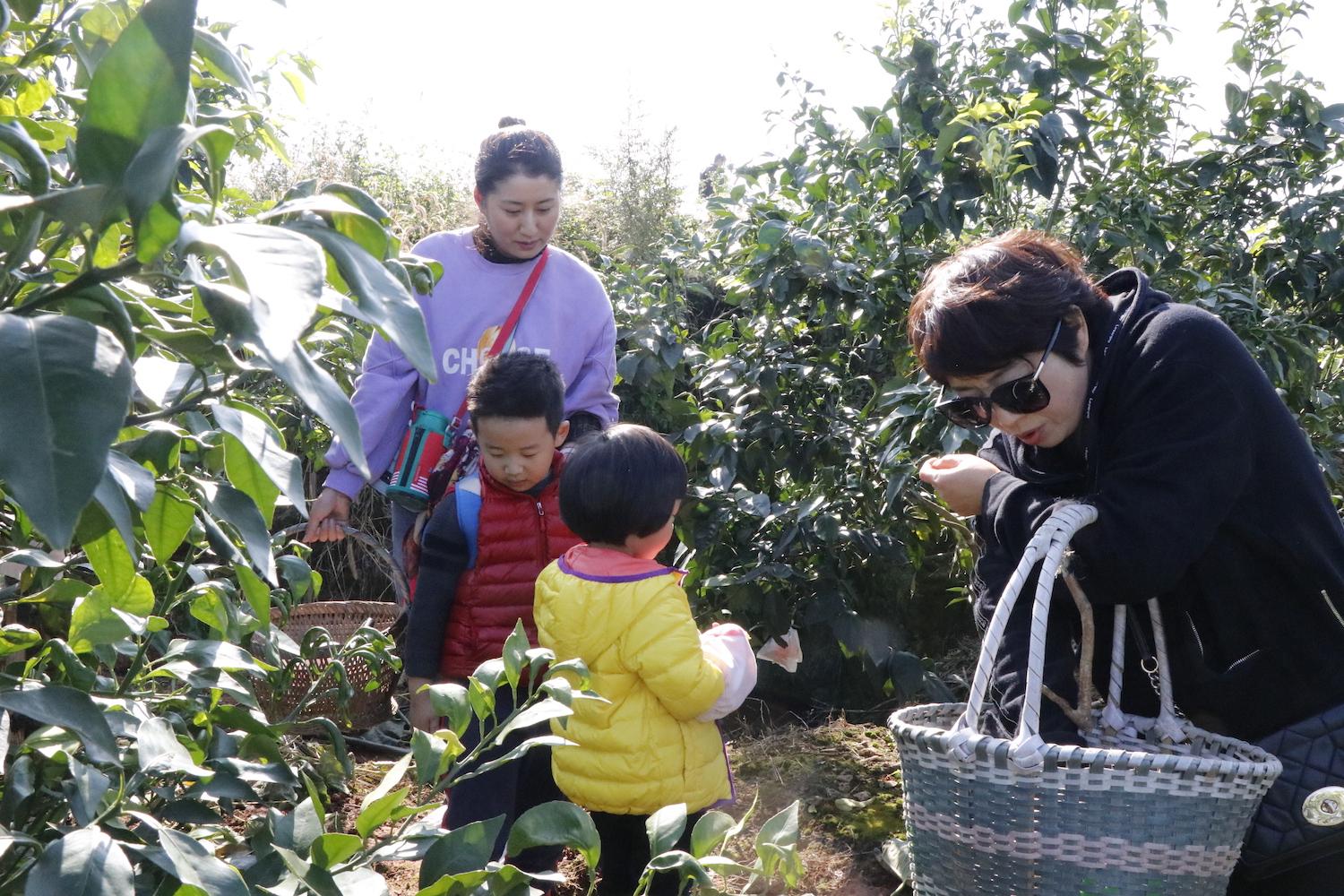 愛媛柑橘名字由來簡介圖片大全集視頻_東方紅桔的優(yōu)缺點