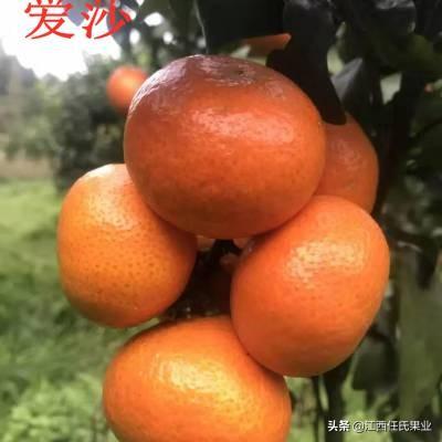 早熟愛(ài)莎柑橘新品種_產(chǎn)后能通過(guò)節(jié)食減重嗎