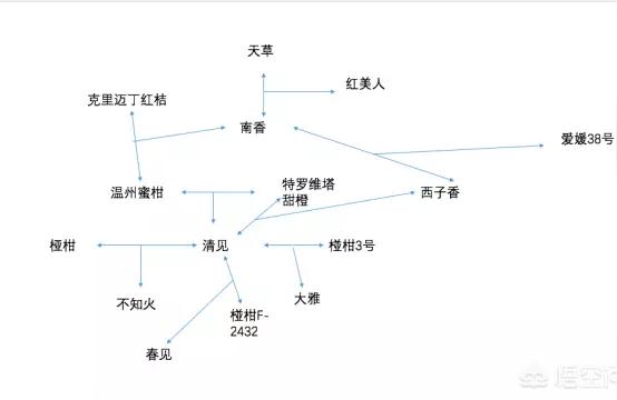 愛媛橘子圖片高清頭像大全集下載安拆_愛媛58好仍是愛媛46號好